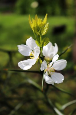 Poncirus trifoliata -citronečník trojlistý - květy